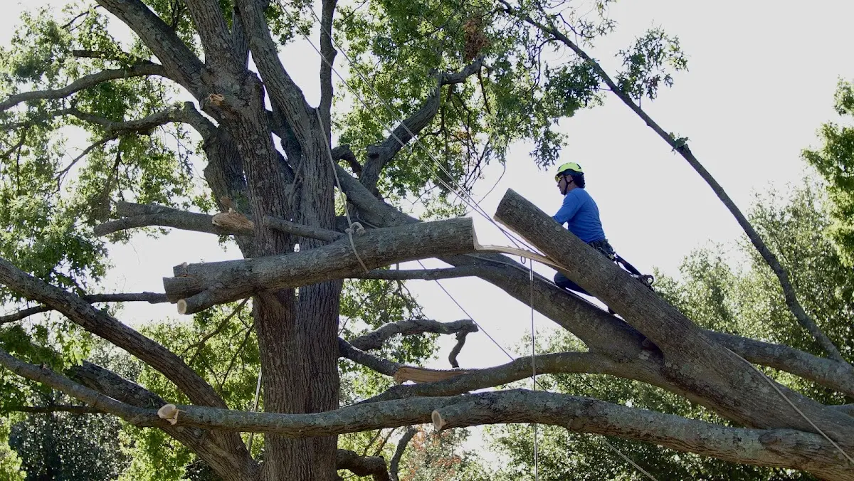 Professional Crown Thinning performed by certified arborists in Colp