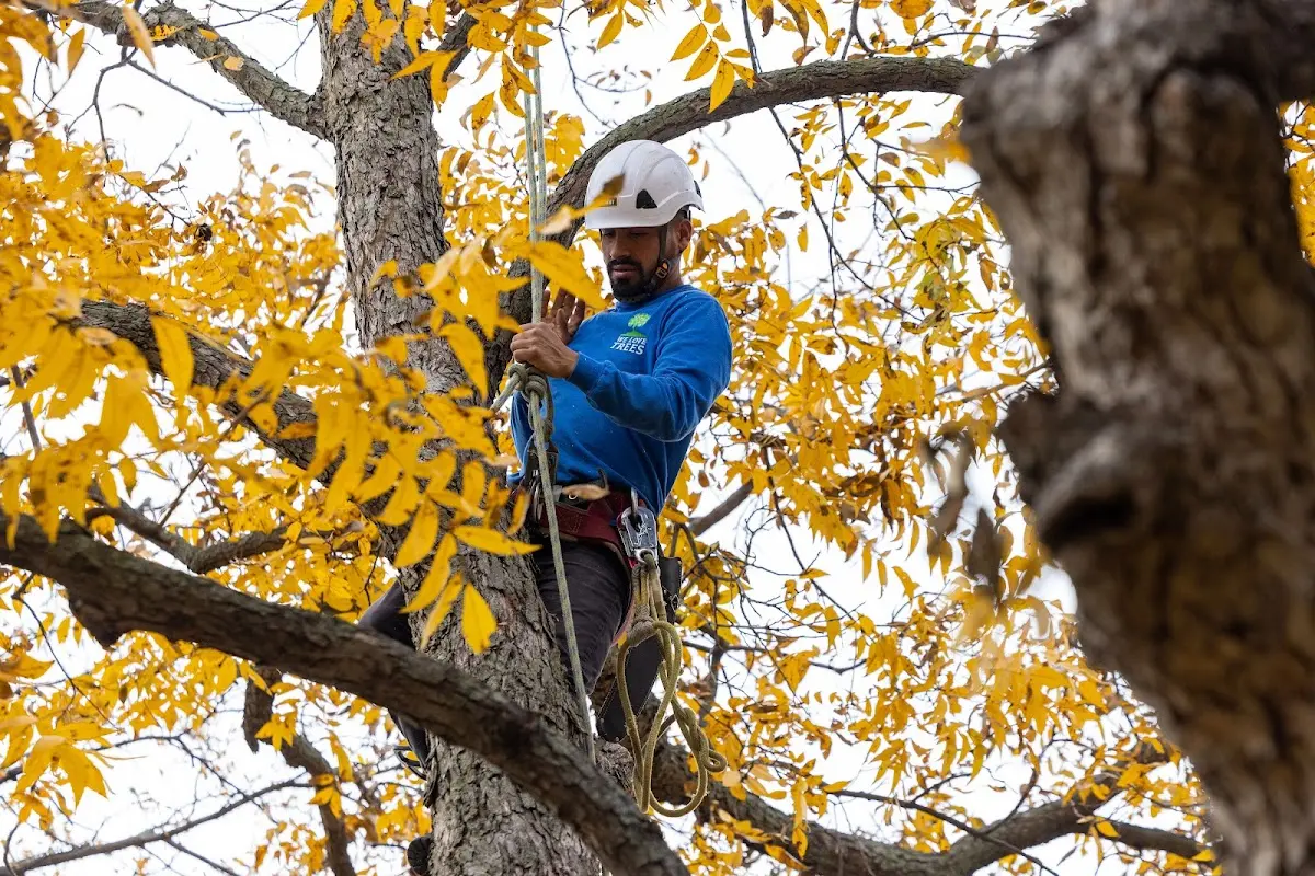 Skilled Dead Tree Removal crew working in Colp